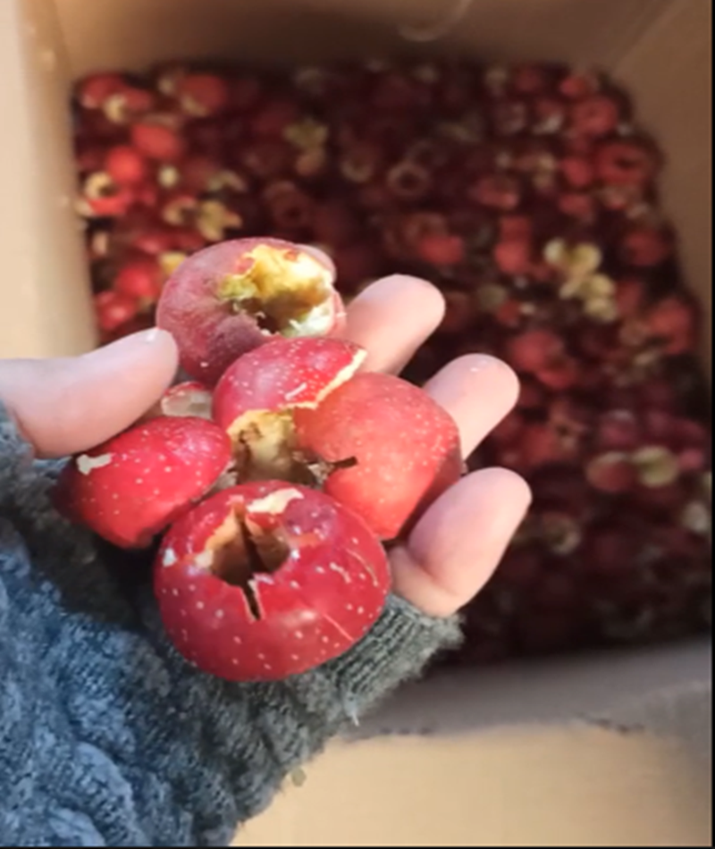 山楂、青梅去核機(jī)